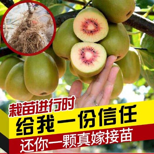 平邑县红心猕猴桃苗 嫁接苗