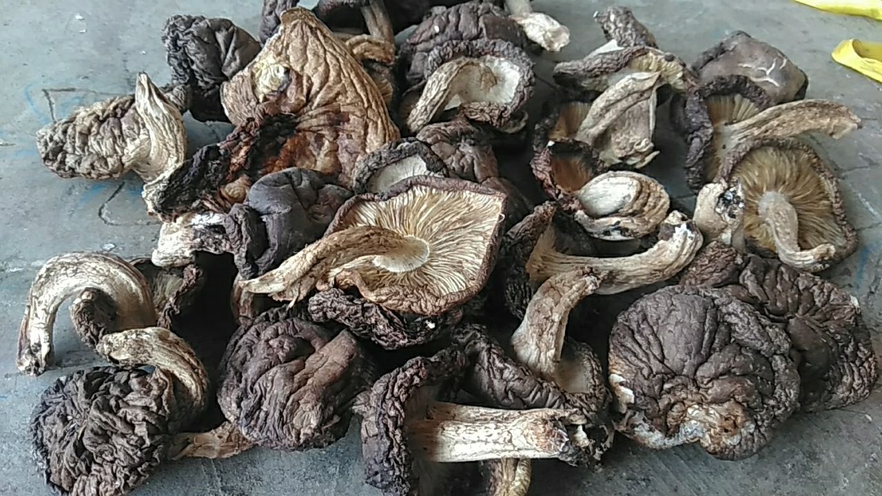 野生香菇无硫干香菇陕西土特产新货秦岭农家露天生长椴木头茬菇