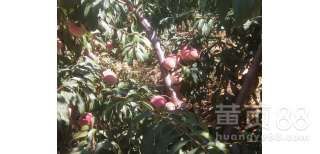 沂水县 金秋红蜜桃熟了