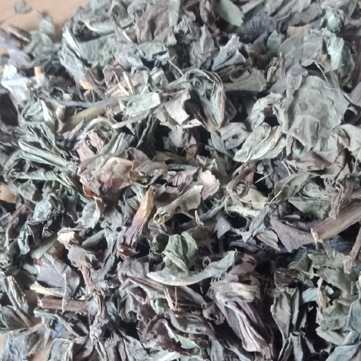 安国市败酱 败将草