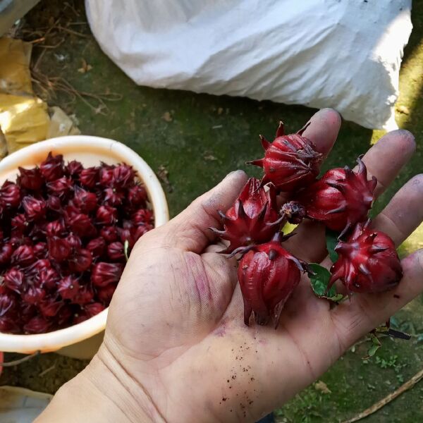 食用玫瑰 洛神花