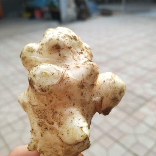灵寿县 白洋姜