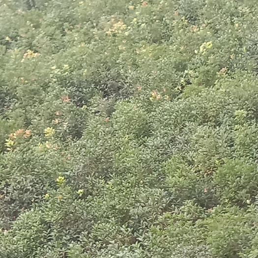安康黄金桂花树 自家种植的金桂花苗木，庭院绿化观赏性高