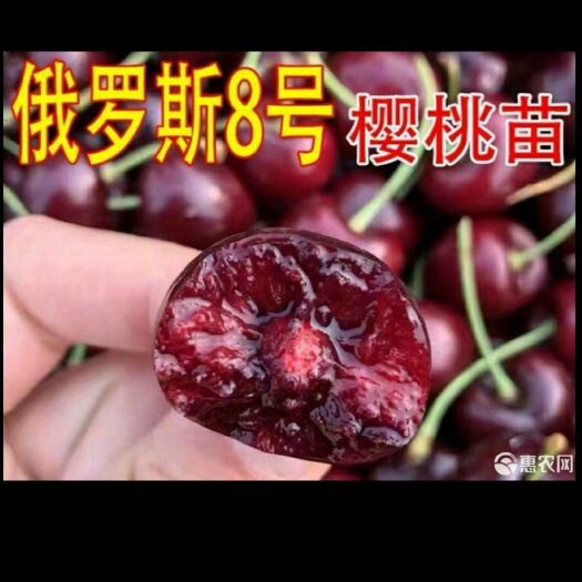平邑县 俄罗斯8号，美早，樱桃苗，当年挂果包邮包成活死苗补发