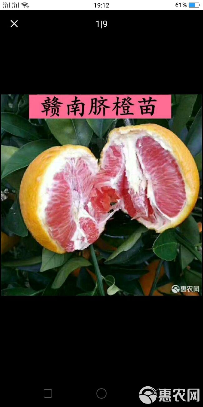  赣南脐橙苗