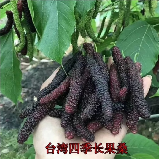 平邑县长果桑 四季长果桑椹树苗三年大苗，包当年结果，另有三年十大果桑