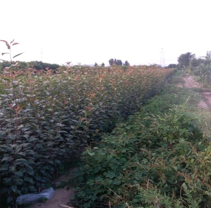 辽宁早酥红梨苗，彩虹梨