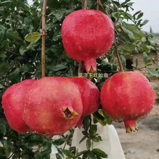 西安 临潼提供给有需要的朋友
🔥喜迎新中国成立70周年，石榴开