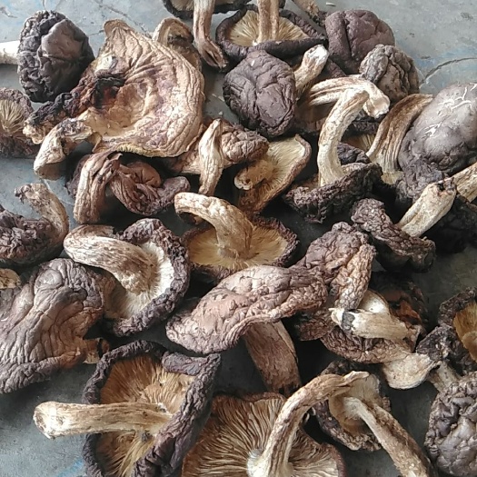 野生香菇无硫干香菇陕西土特产新货秦岭农家露天生长椴木头茬菇