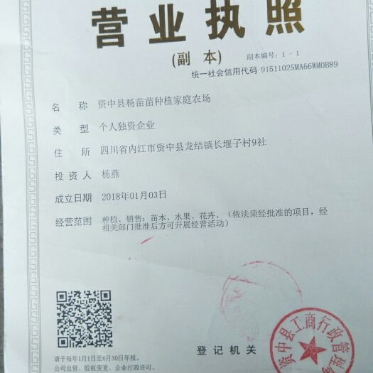 资中县 本苗园大量出售，各种品种假植苗如:沃柑苗地径1.5公分