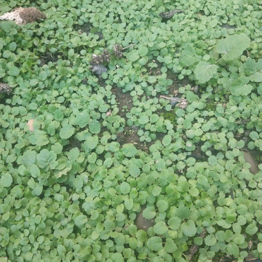  2019年全新益母草种子