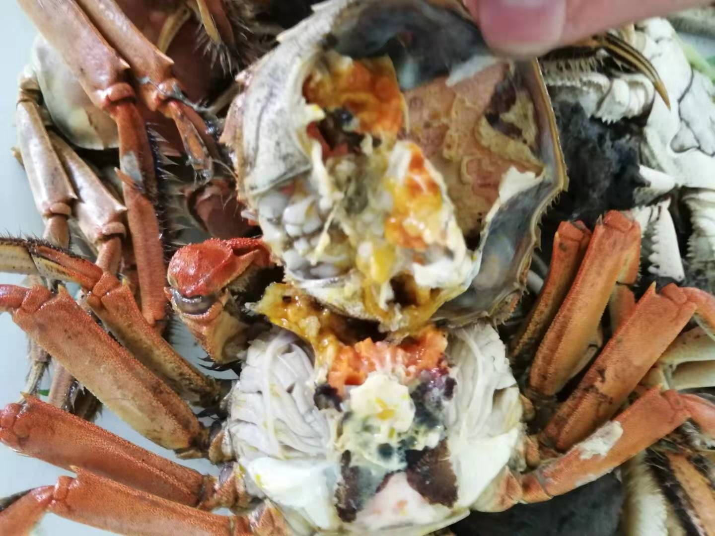  盘锦稻田河蟹嫌，自养自买，价格便宜，保质保量。