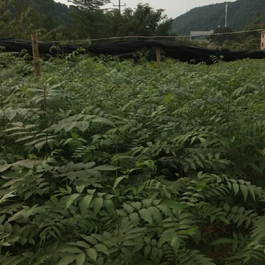 浏阳市 出售青钱柳苗