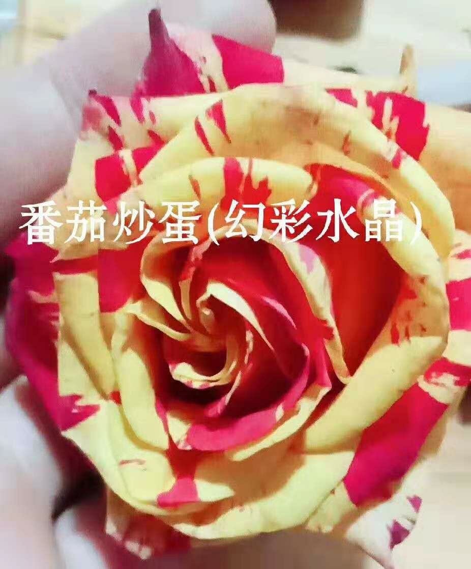 四季玫瑰