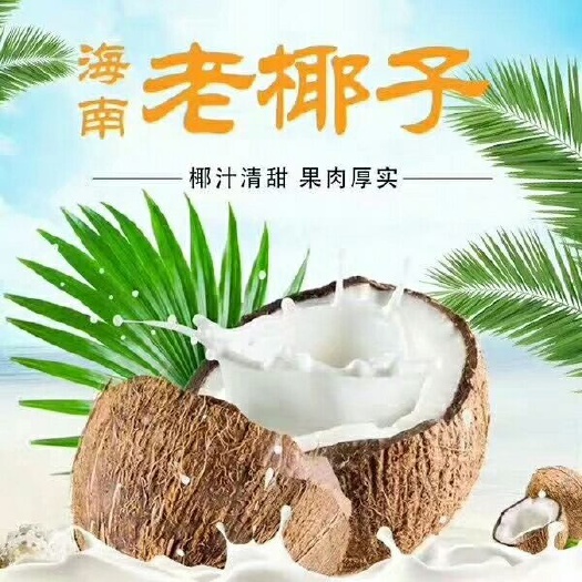 河源椰子糖 海南燕麦椰子贝