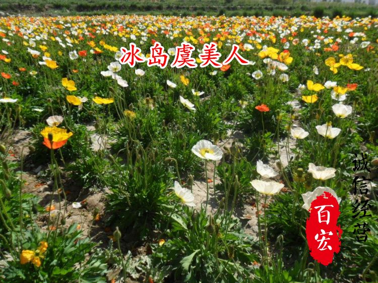 虞美人种子 冰岛虞美人花种子混色红花春秋易种多年生耐寒室外阳台庭院花种籽