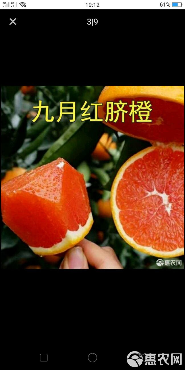  赣南脐橙苗