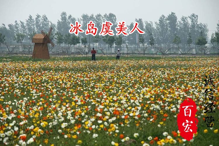 沭阳县虞美人种子 冰岛虞美人花种子混色红花春秋易种多年生耐寒室外阳台庭院花种籽