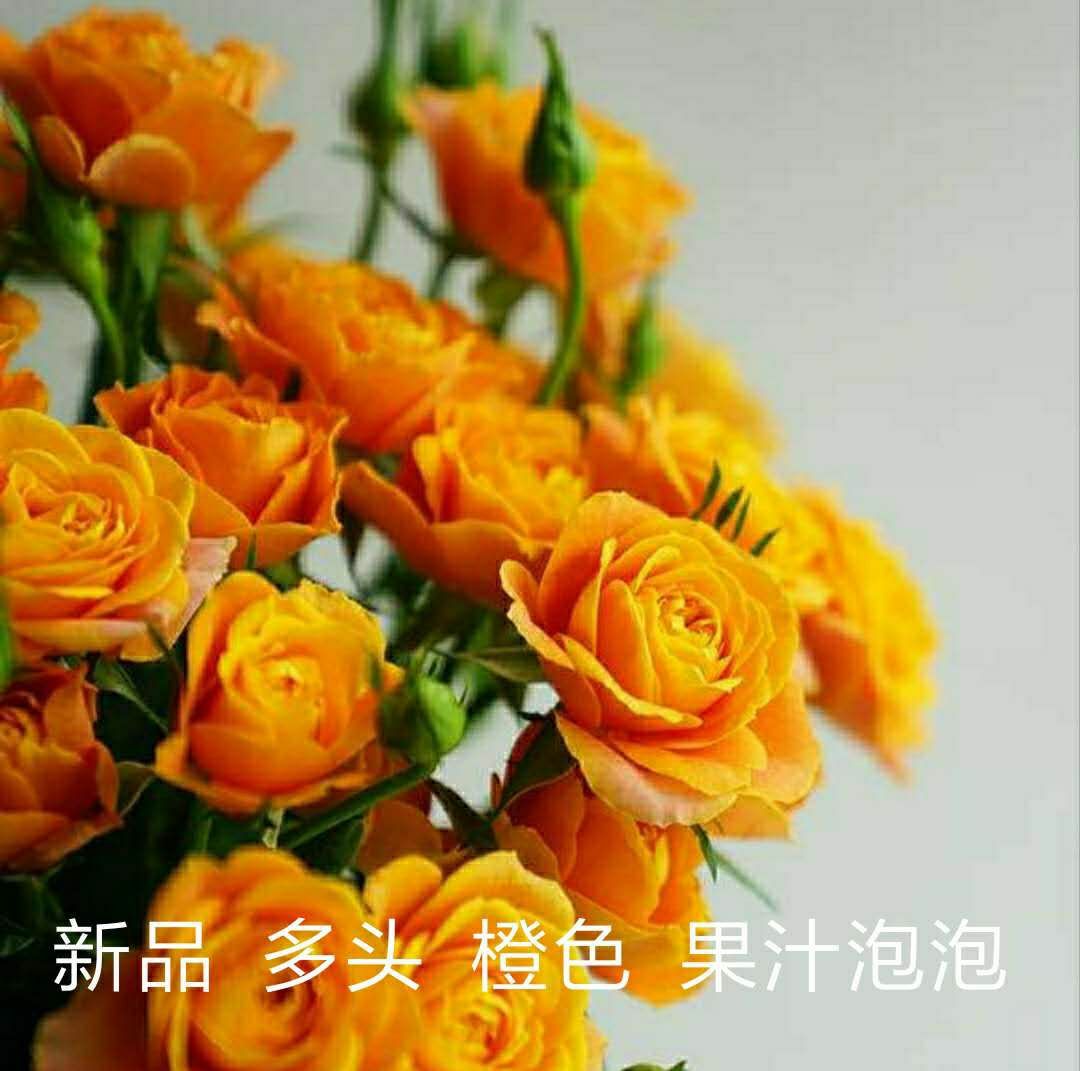 四季玫瑰