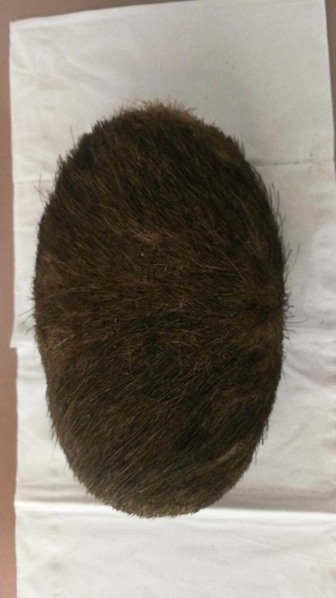 猪宝 长17.5cm  宽11cm  品相好风干过后430克。