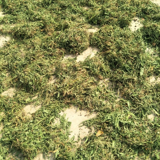 望都县紫花地丁 苦地丁