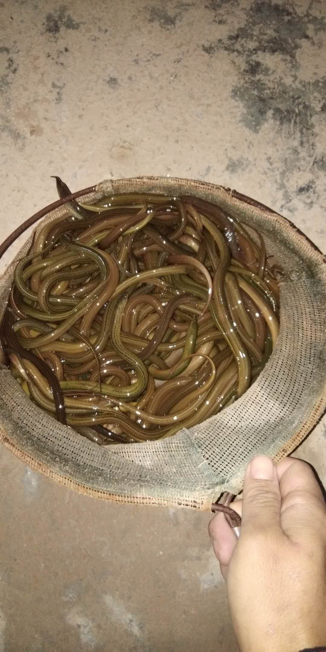 正大9号黄鳝苗 支持送货上门，货到付款量大从优，四川，云南，