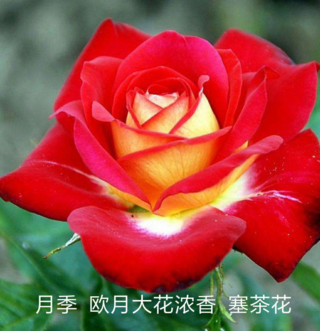 四季玫瑰