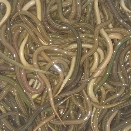 永仁县花鳝苗 支持送货上门，货到付款量大从优，四川，云南，贵州，湖