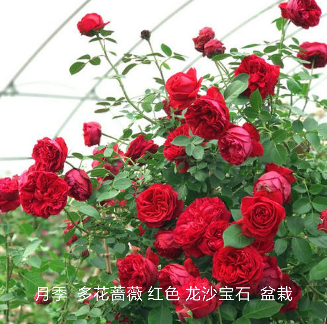 四季玫瑰