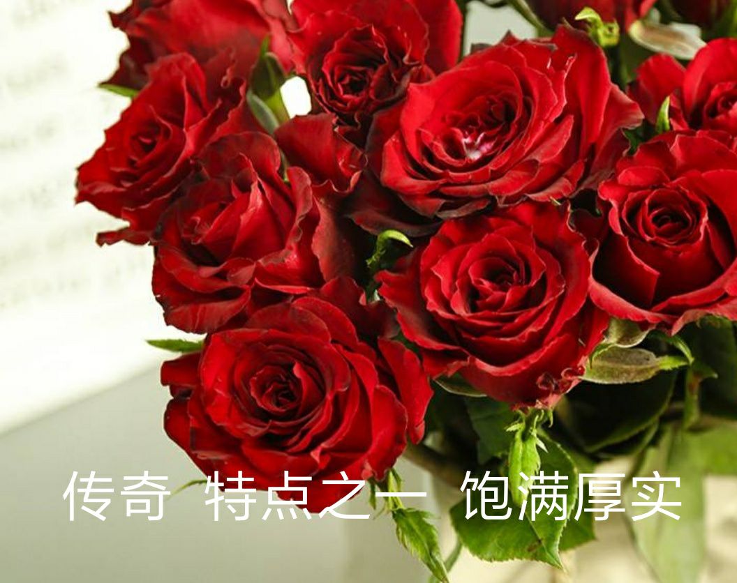 四季玫瑰