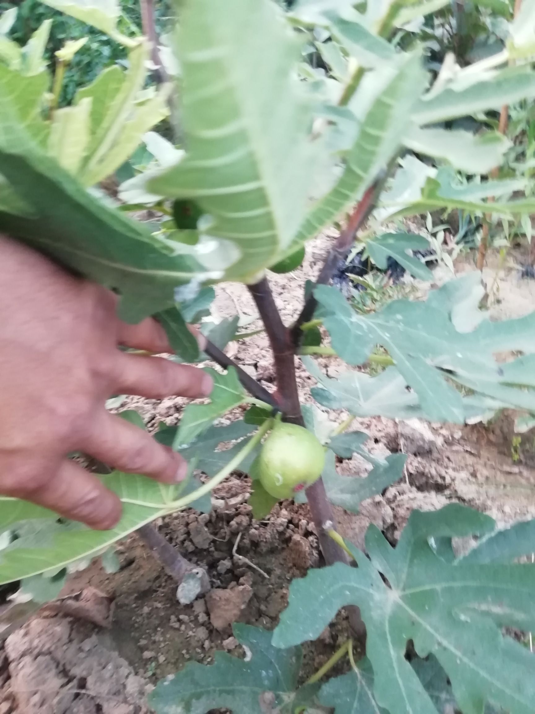  矮化无花果当年结果苗