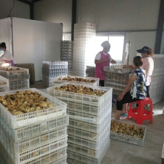 淮南 淮南王土鸡苗火热预订中