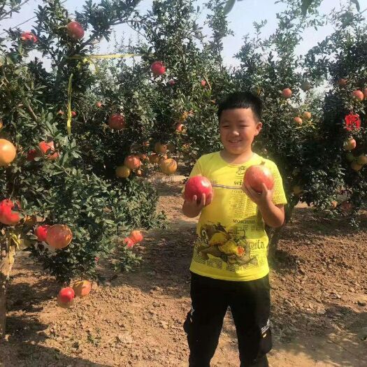 巩义市 河阴突尼斯软籽石榴  一级果 礼盒装  水果生鲜 一件代发
