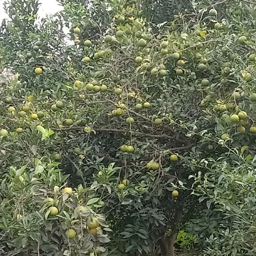 资阳香橙种子 香橙果成熟了需要香橙粒种子的可以采购了果大粒多。有需要赶紧哈