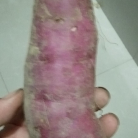 吉林蛟河黄心红薯 沙土地瓜，量大价格可议