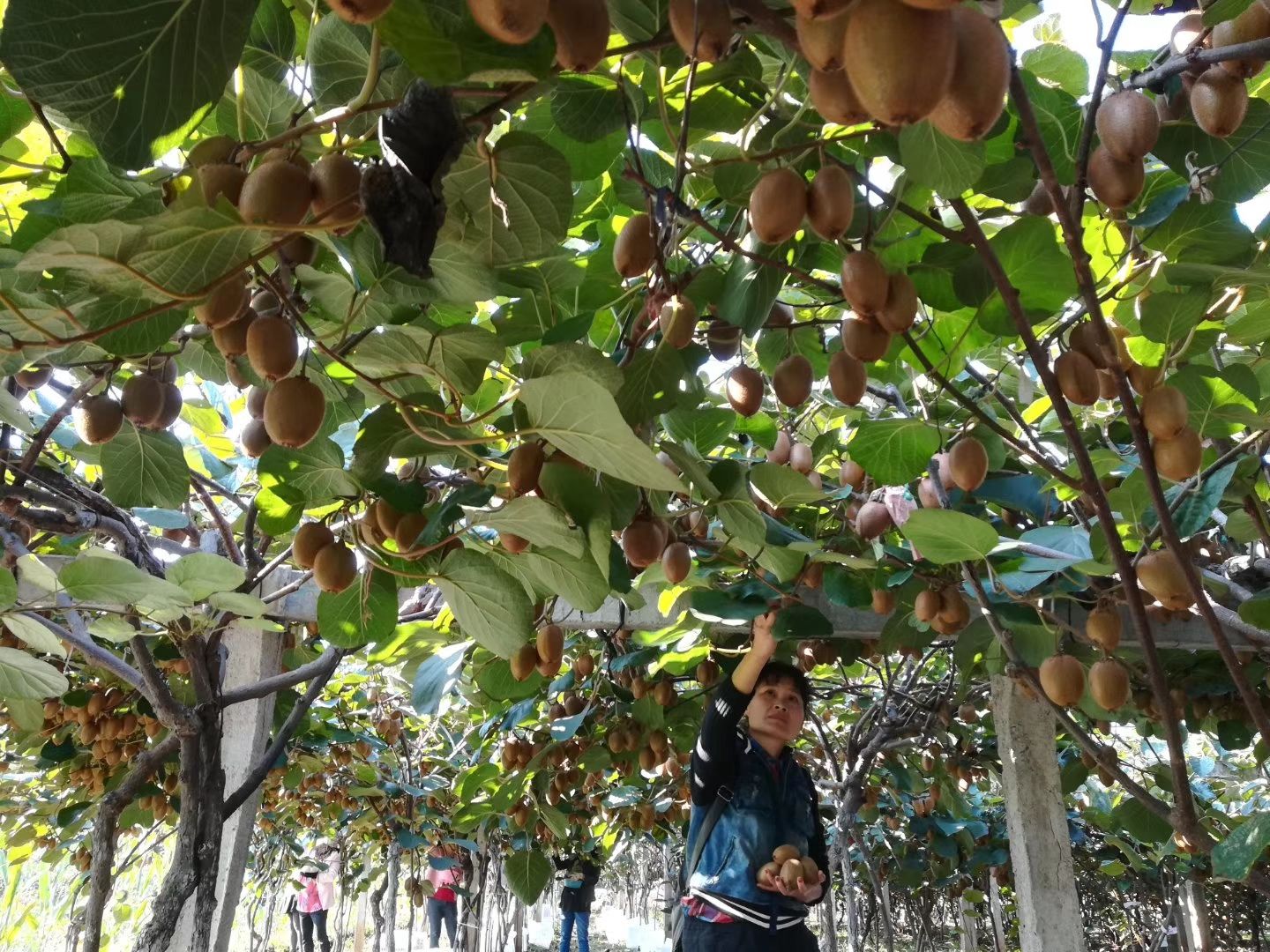 周至县 猕猴桃
一年就卖一次，卖的是辛苦的劳动成果
