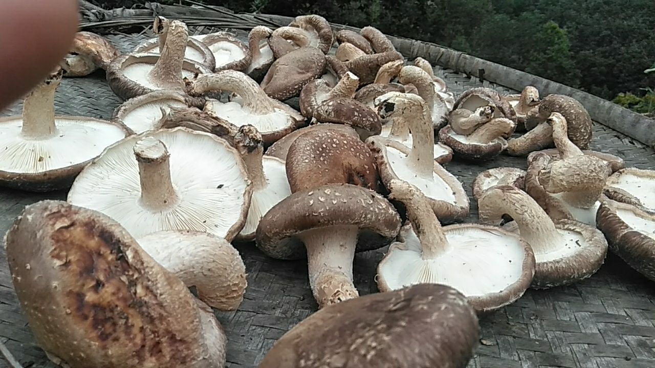 野生香菇无硫干香菇陕西土特产新货秦岭农家露天生长椴木头茬菇