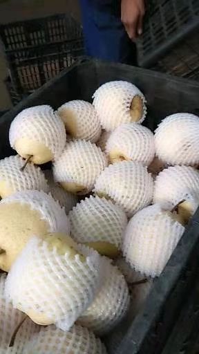 蒲城县 蒲城酥梨现货