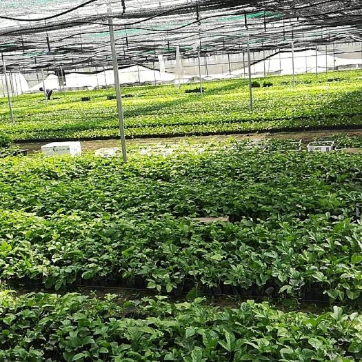 桂林台农一号百香果苗