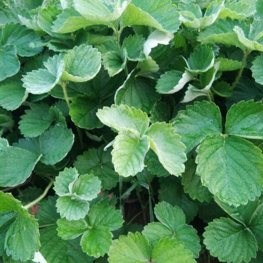 保定法兰地草莓苗 法兰蒂草莓秧，茎长10-20厘米，根系发达。