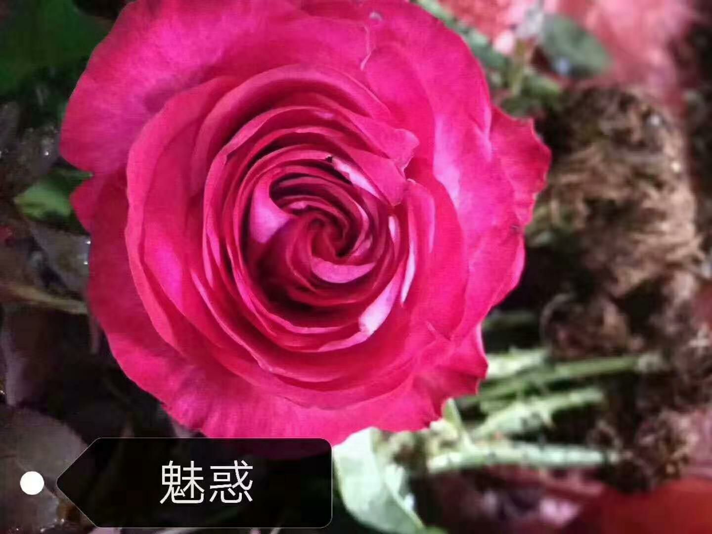 四季玫瑰