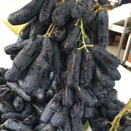 平邑县蓝宝石葡萄苗 甜蜜蓝宝石嫁接苗，5BB抗性砧木嫁接苗