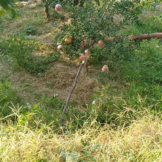 蒙阴县 山地生长的纯绿色无污染的纯甜口的甜石榴，皮薄，果粒饱满，