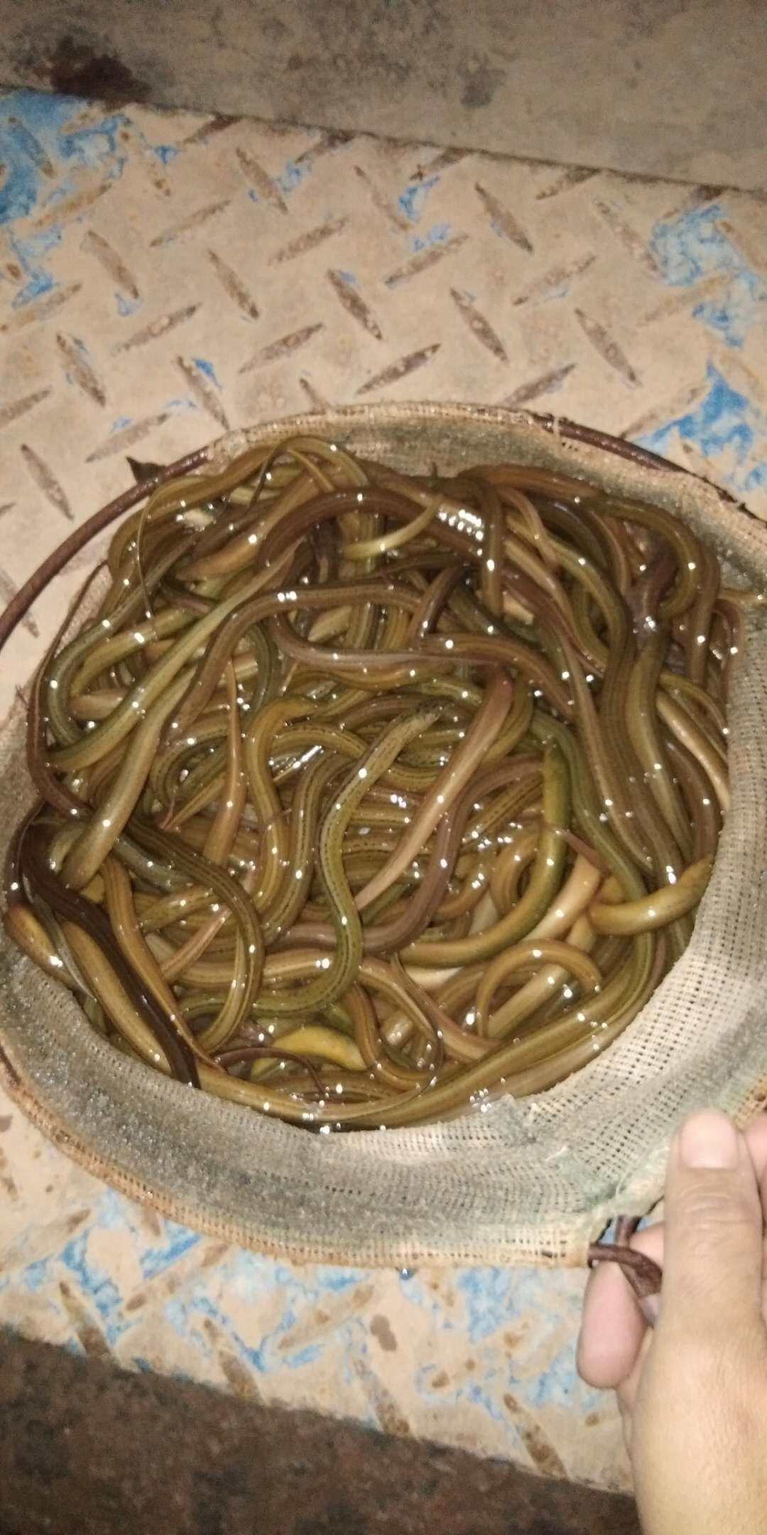 正大9号黄鳝苗 支持送货上门，货到付款量大从优，四川，云南，