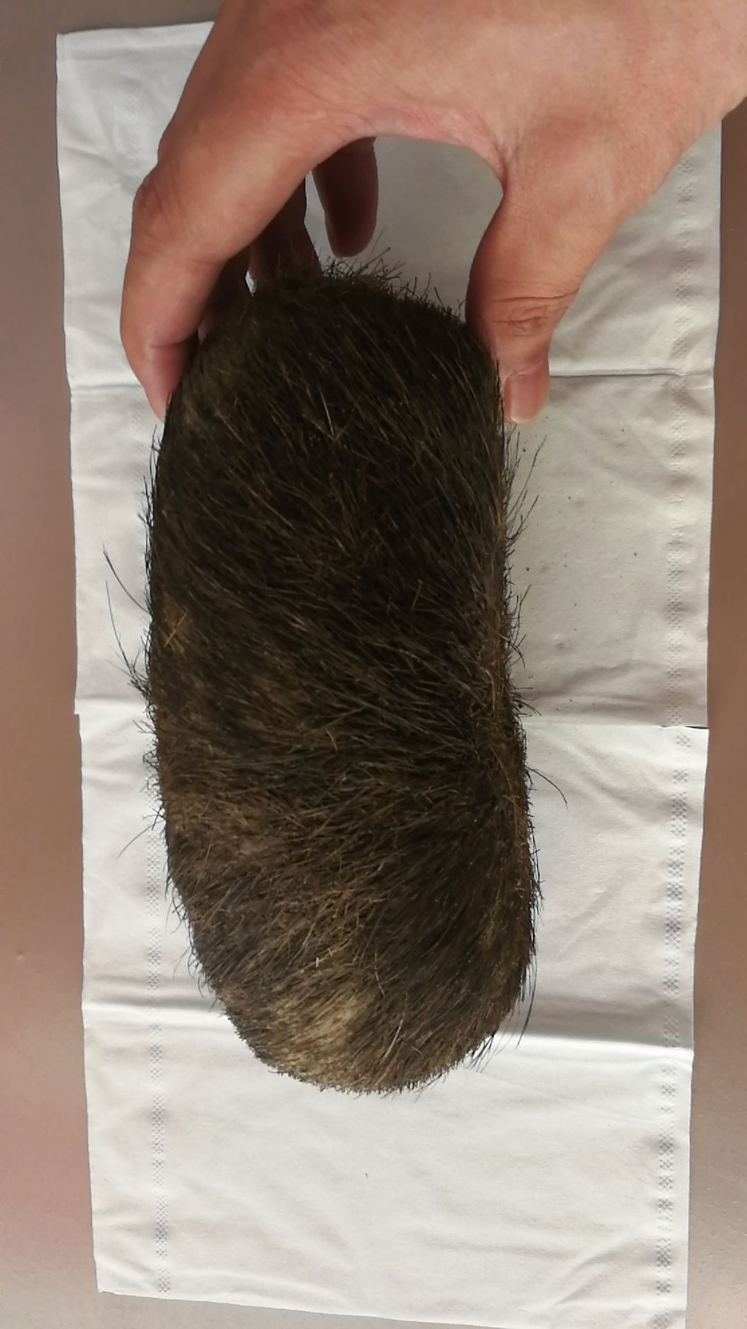 猪宝 长17.5cm  宽11cm  品相好风干过后430克。