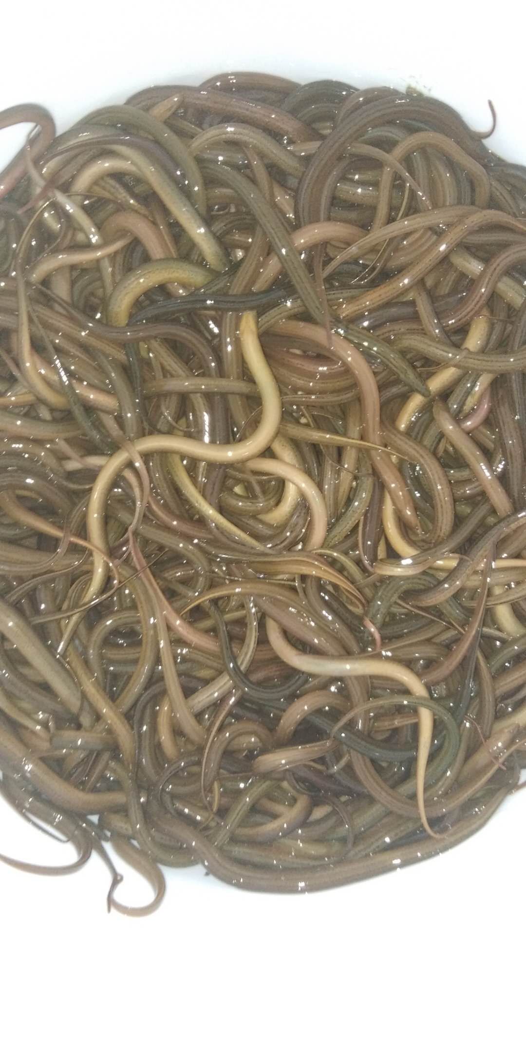 正大9号黄鳝苗 支持送货上门，货到付款量大从优，四川，云南，