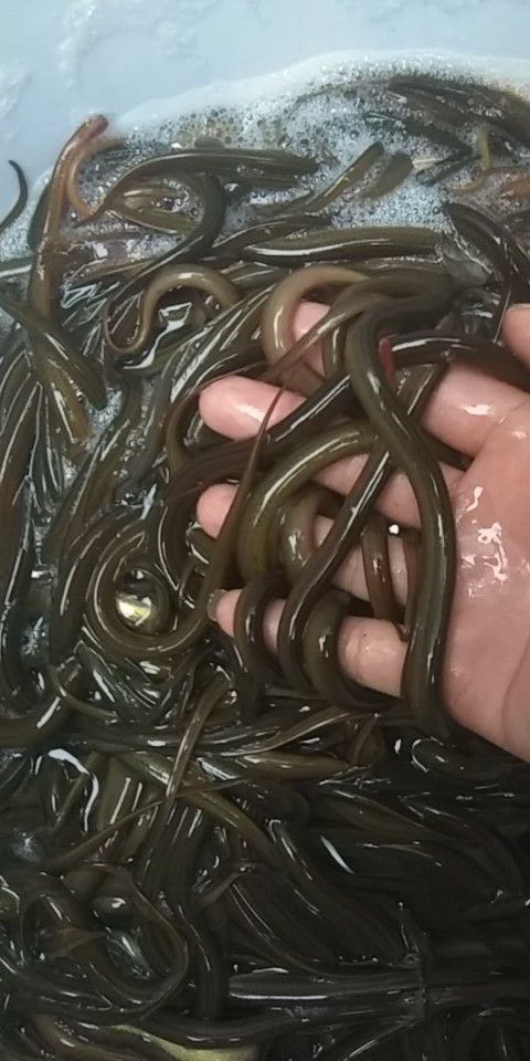 正大9号黄鳝苗 支持送货上门，货到付款量大从优，四川，云南，