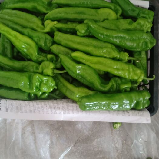 夏邑县 301辣椒   线椒  螺丝椒     苏椒大量上市