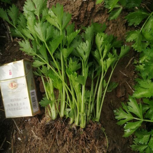 惠民县优质皇后芹菜苗！头茬地根系好！（送芹菜除草剂）（诚招批发商