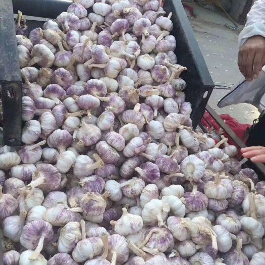 金乡县 金乡大蒜  大量供应